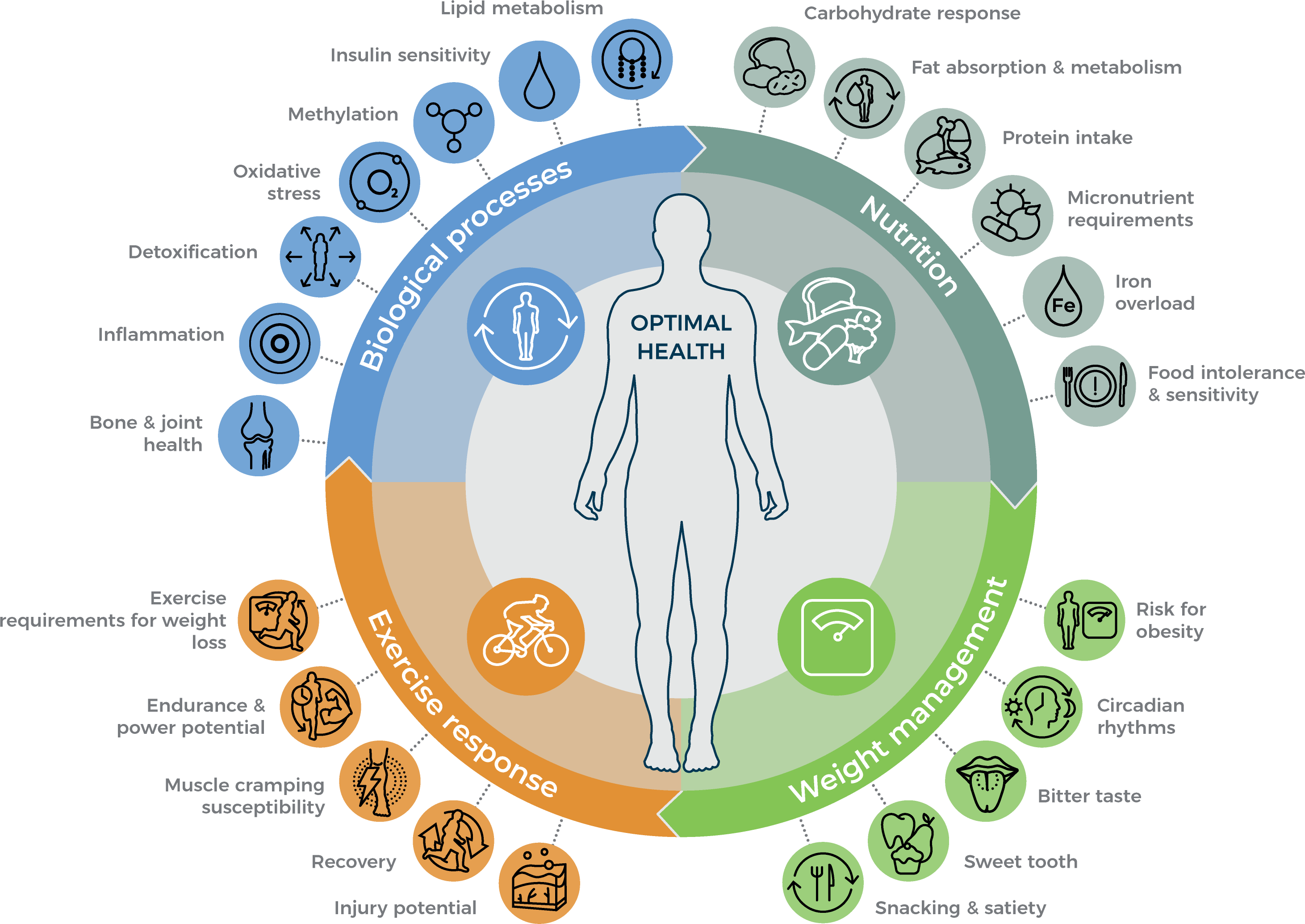 The Four Key Areas Of DNA Core
